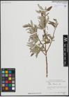 Foto von Salix turanica Nasarow